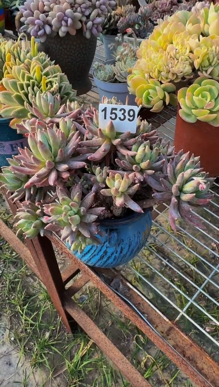 【闪购商品】1539幻彩星（裸根发货）（不包整）