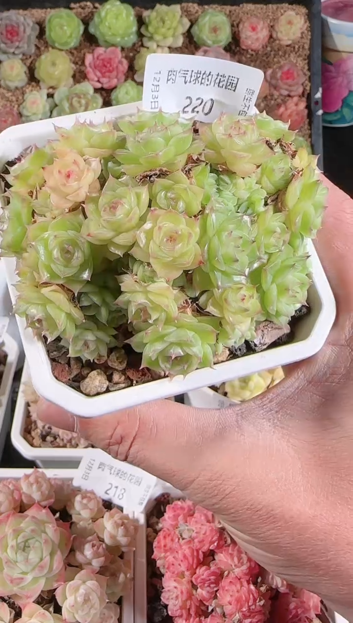 1203-220多肉群生不包整