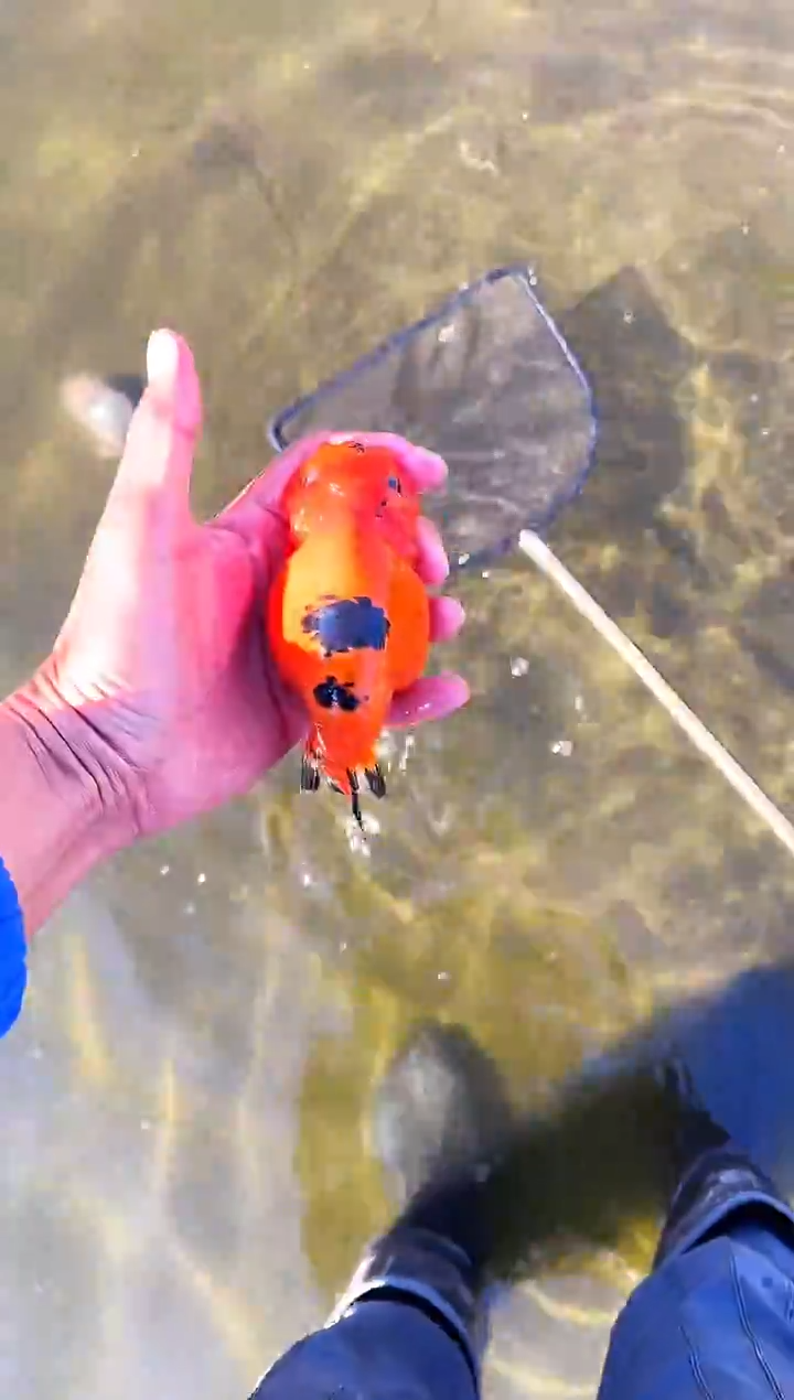 金鱼小*裁水娃娃观赏鱼兰寿金鱼  不包邮