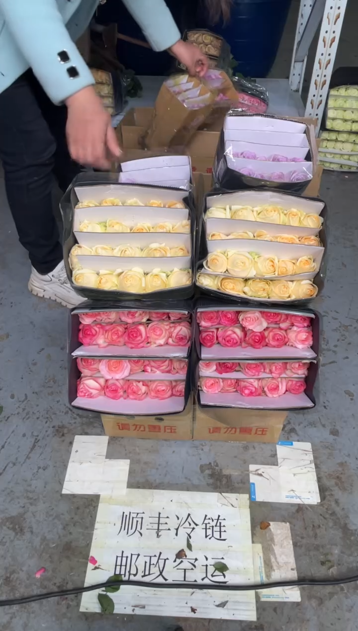 艾沙20枝+香槟20枝+海洋之歌20枝