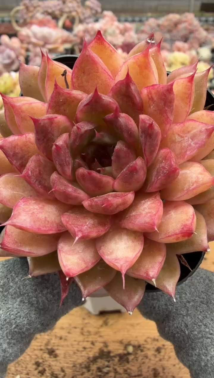 东云多肉园二店-197