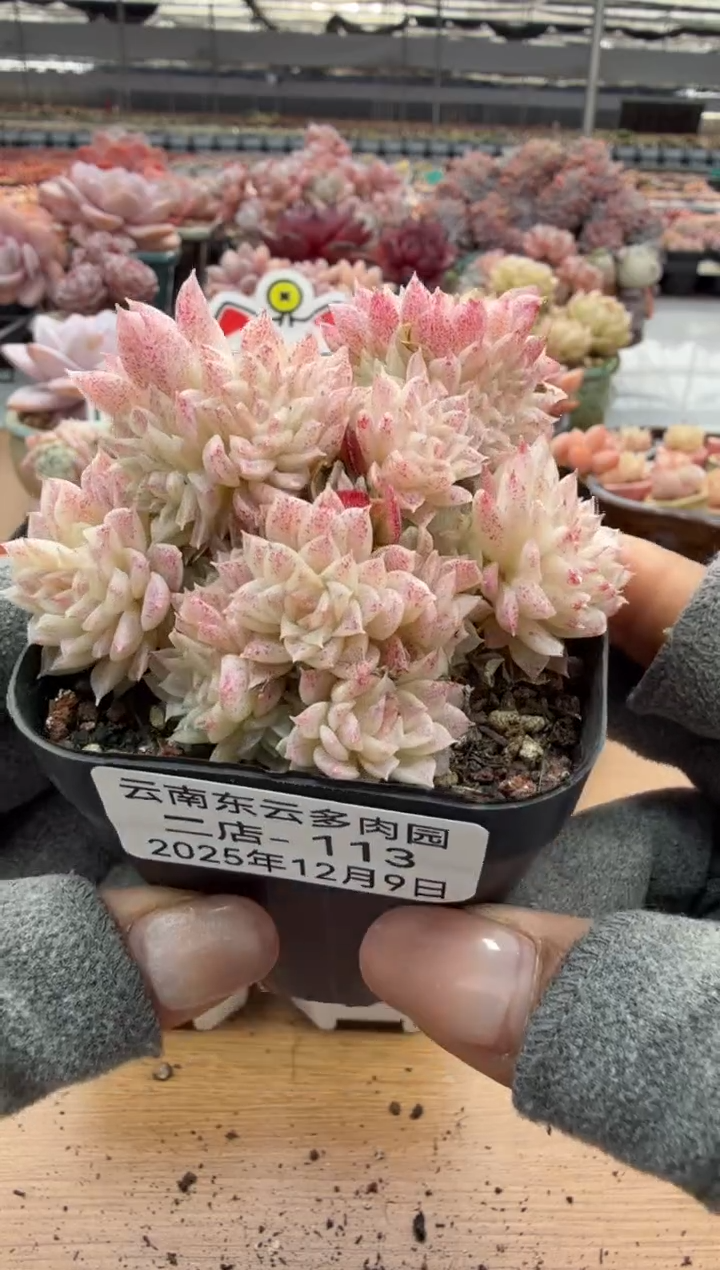 东云多肉园二店-113
