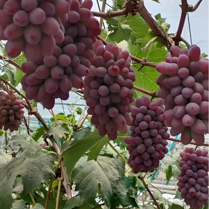 茉莉香葡萄苗葡萄树苗爬藤葡萄树苗北南方种植果树（不带果和叶）