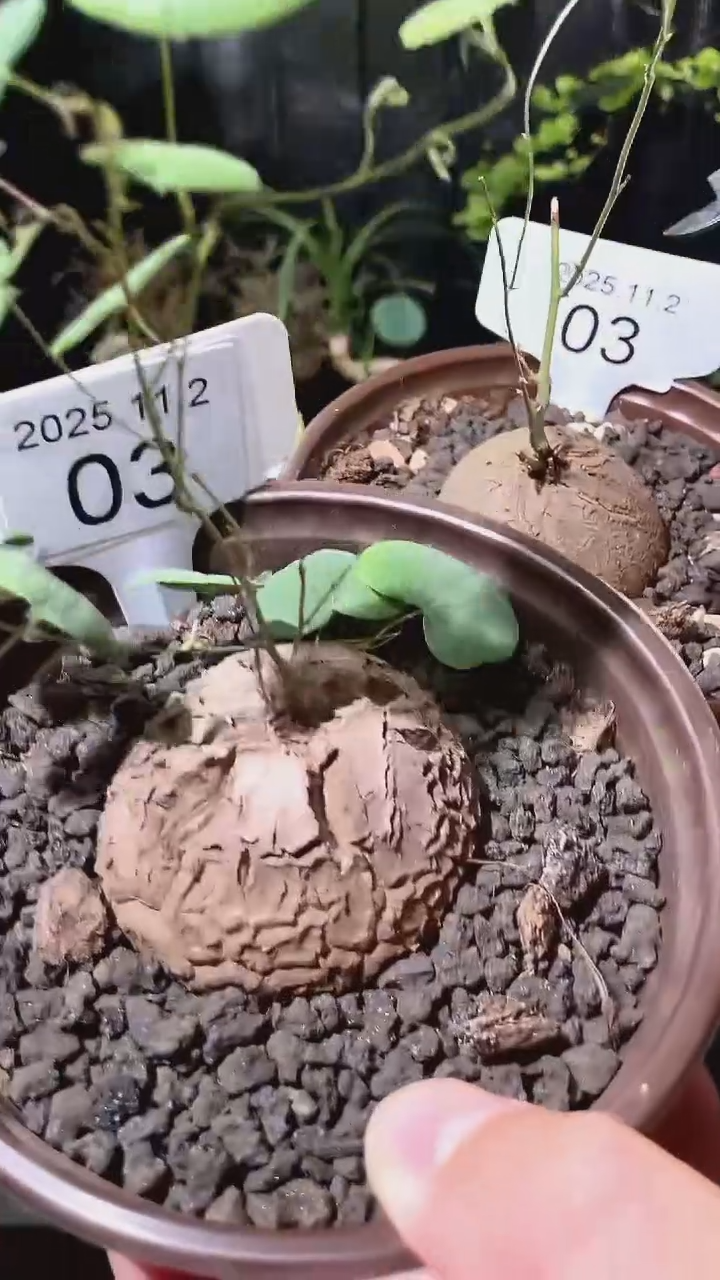 03号1102福利特价南非龟甲龙套餐