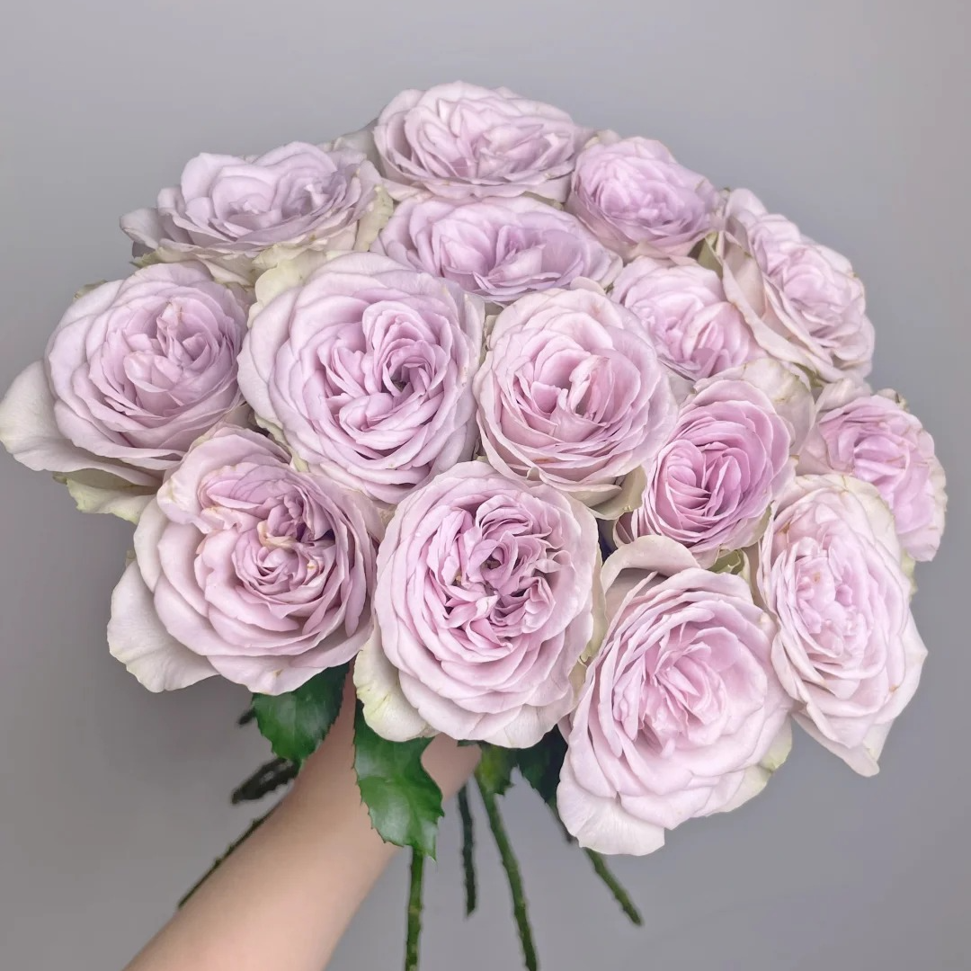 【大聪明卖花】钟楼怪人多头玫瑰-任意2单鲜花包邮发货后不支持退款