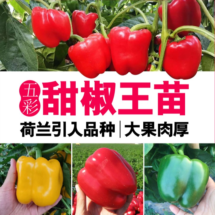 特大五彩甜椒王苗秧带土球盆栽青红黄绿太空椒水果椒圆方椒辣椒种