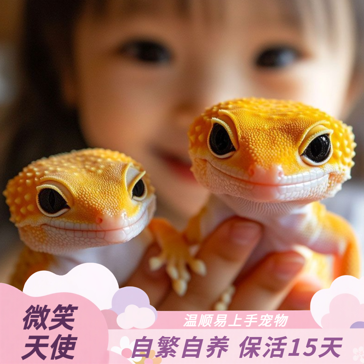 【奇宠部落】豹纹肥尾巨人守宫婕角守宫异宠守宫活体宠物睫毛爬宠