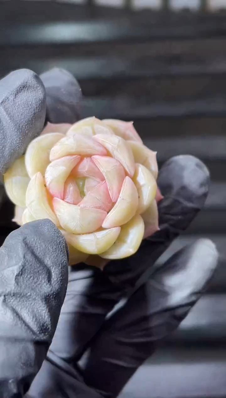 15-68朝雾2-3厘米量拍发一颗