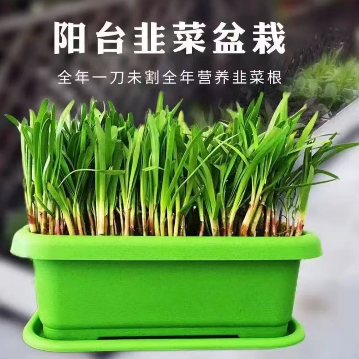 韭菜盆栽 四季种植带盆带土栽好发货 阳台韭菜根苗水培韭菜口感香