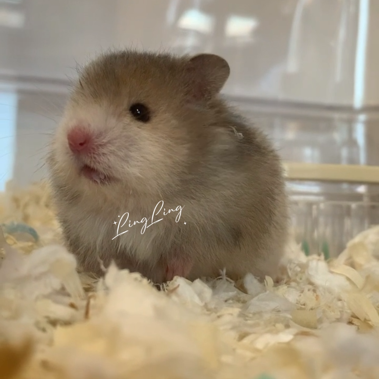 玲小玲的熊  家庭繁育活体长毛波利金丝熊科学富养可爱健康小宠