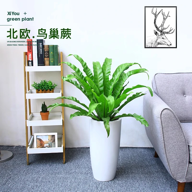 【鸟巢蕨】鸟巢蕨盆栽 四季常青 除甲醛 净化空气 