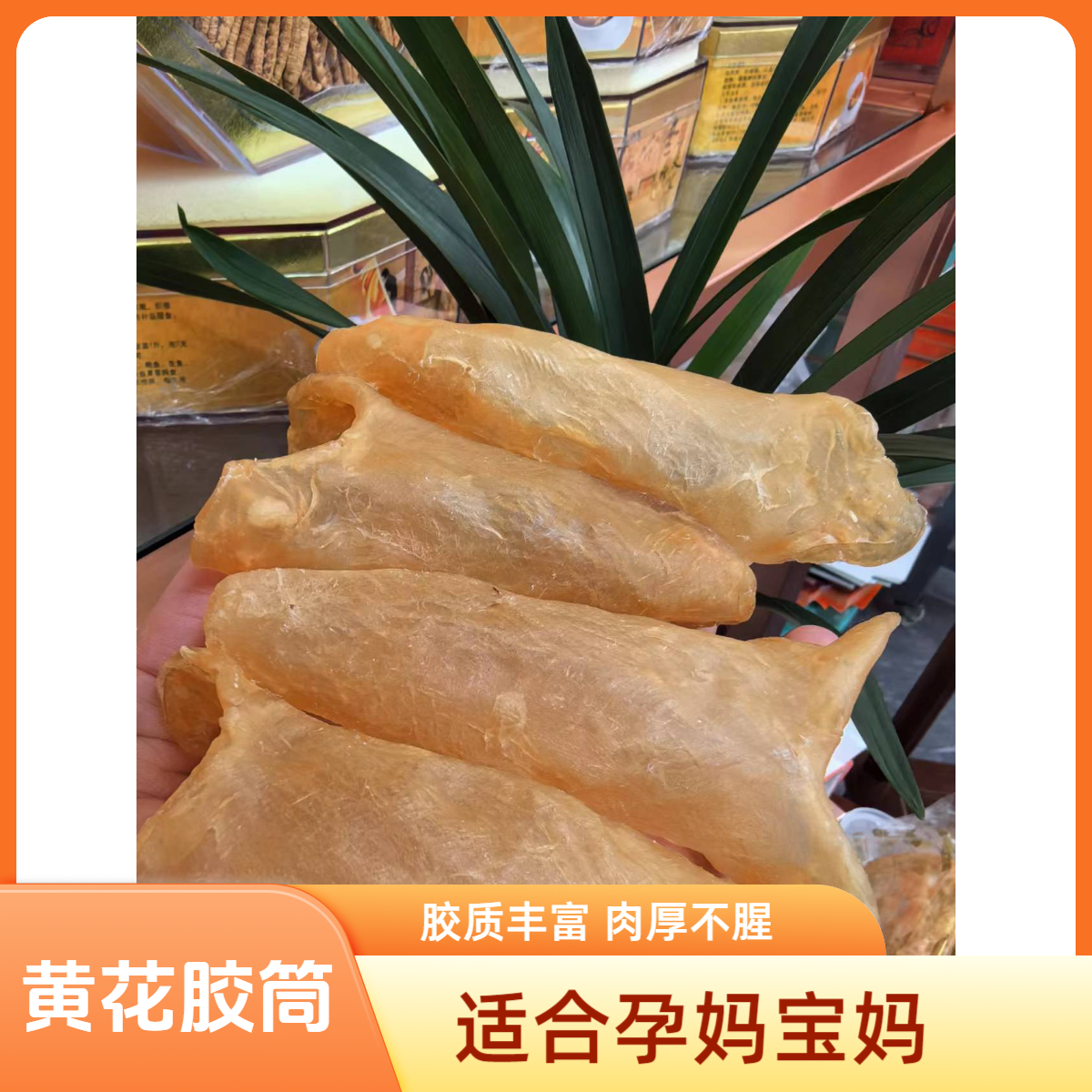 和泰隆小恩  鱼胶 13-14头 黄花胶筒 1-500克