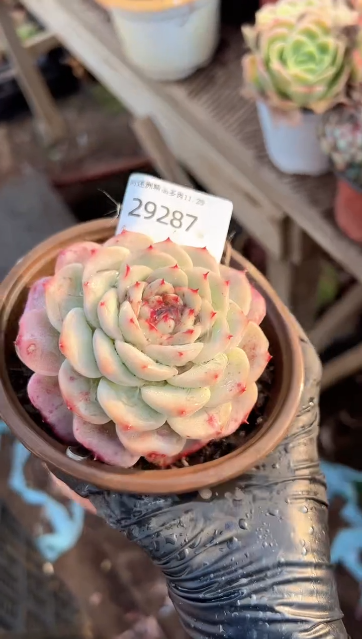 气****?多肉植物一物一拍29287