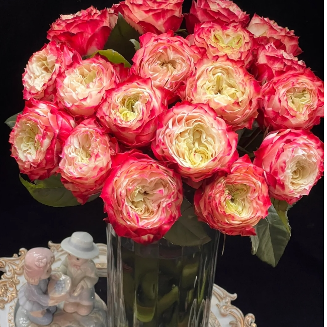 苹果杰克玫瑰15支（5枝不赔付）+营养剂