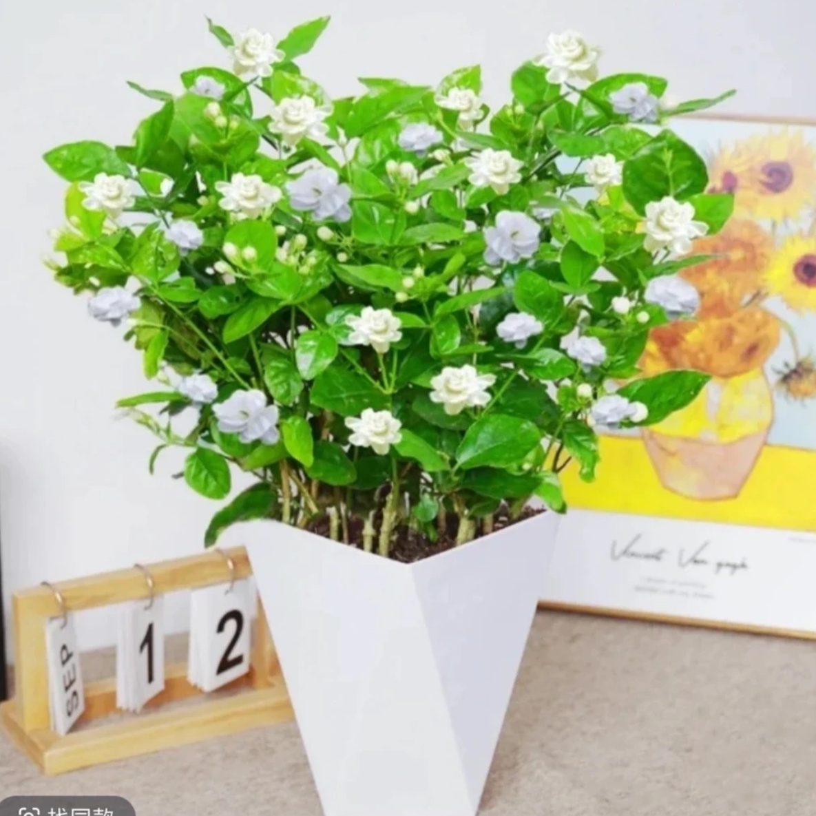  【带花苞】茉莉花盆栽重瓣浓香开花四季不断好养室内阳台花卉绿植