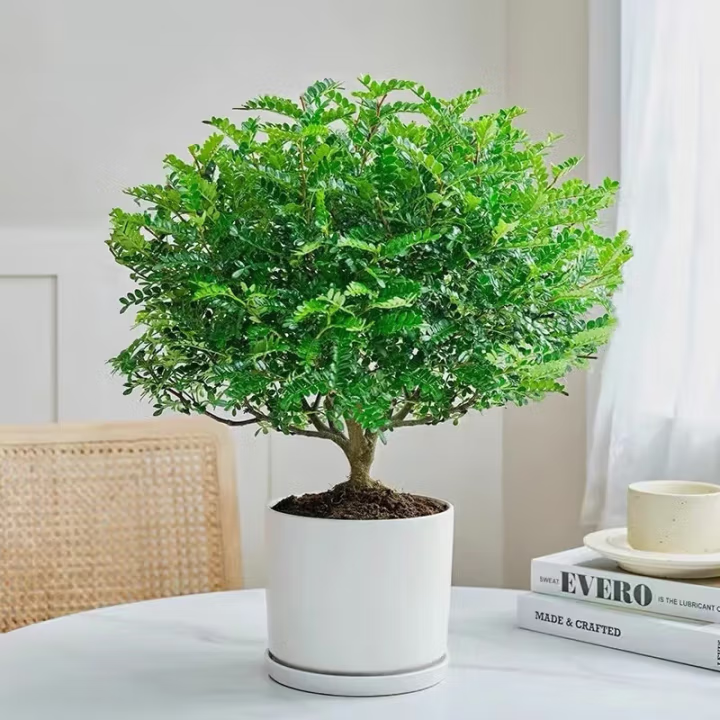 清香胡椒木绿植盆栽四季常青可驱蚊虫净化空气30cm～50cm