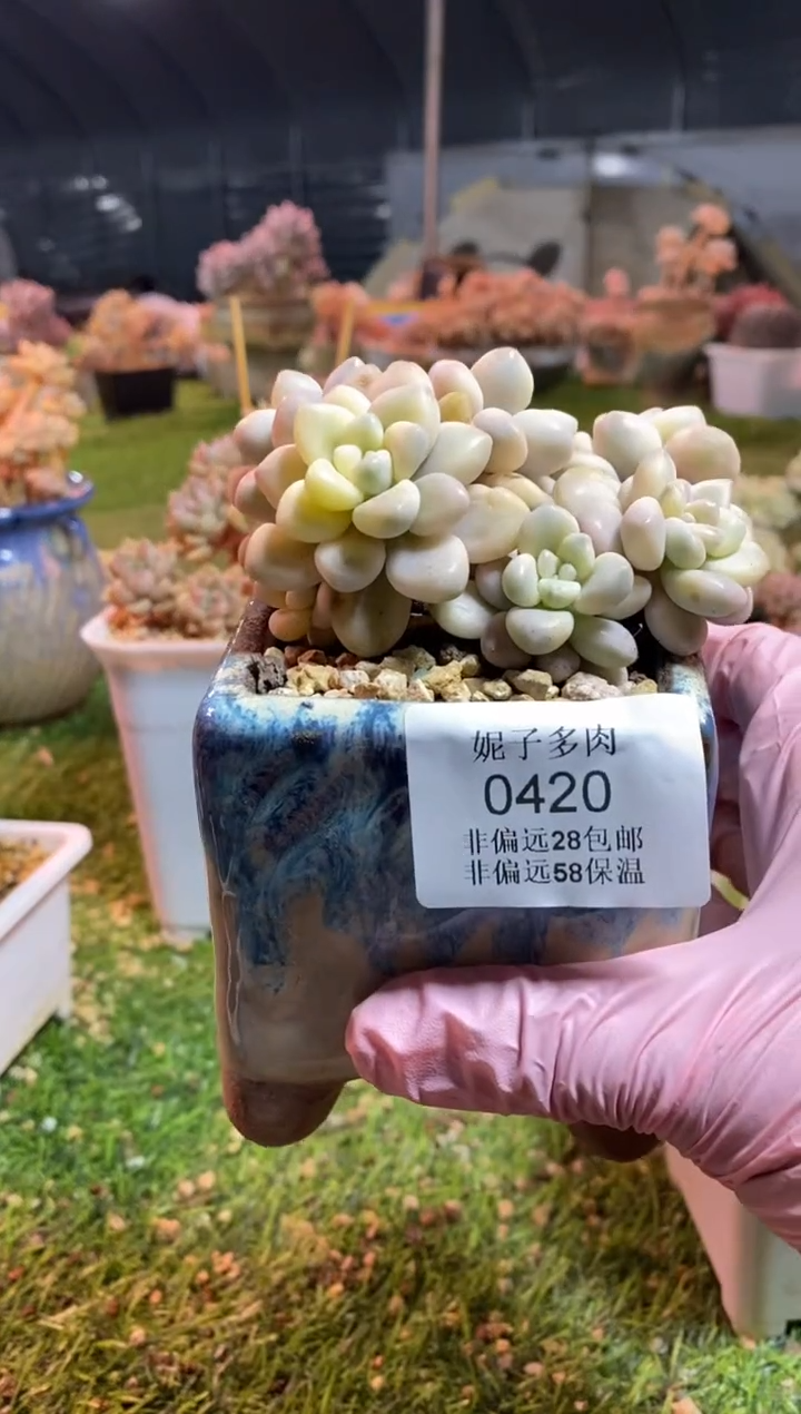 【闪购商品】0420a