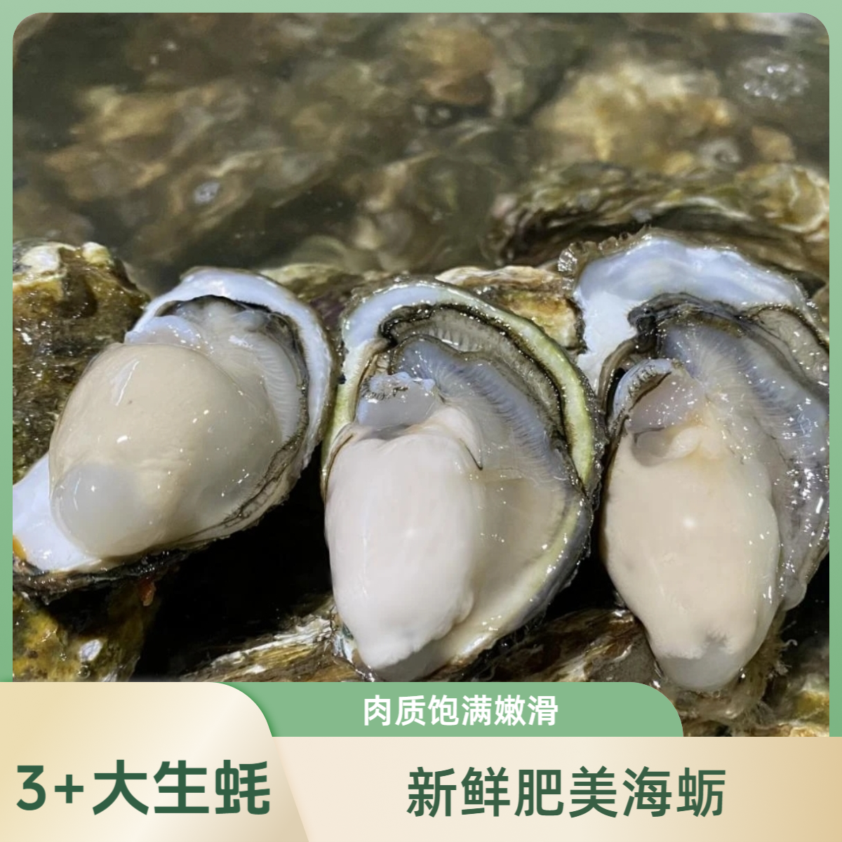 新鲜福建生蚝川渝包邮可蒸煮烤食用的海鲜水产烧烤3斤 双福发生蚝
