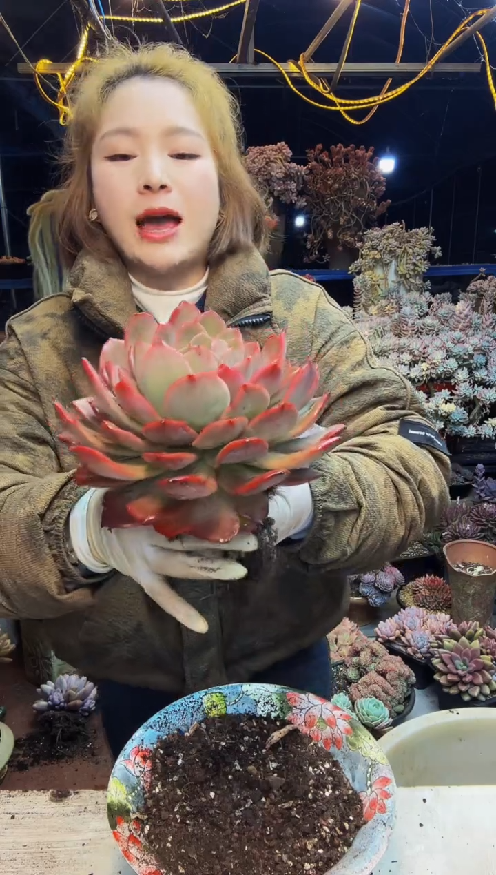 性感PP单头脱土包邮