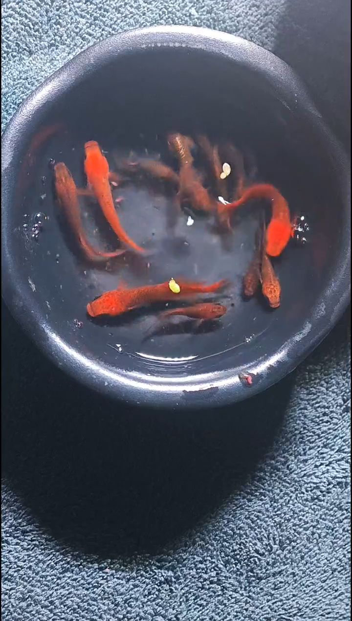 青鳉鱼观背青鳉14