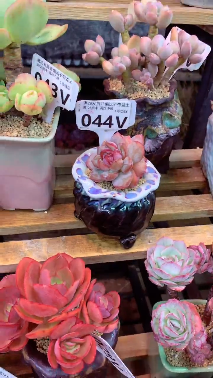 044V 冰心石榴 ( 一物一拍实付满28发货，默认不带盆土）