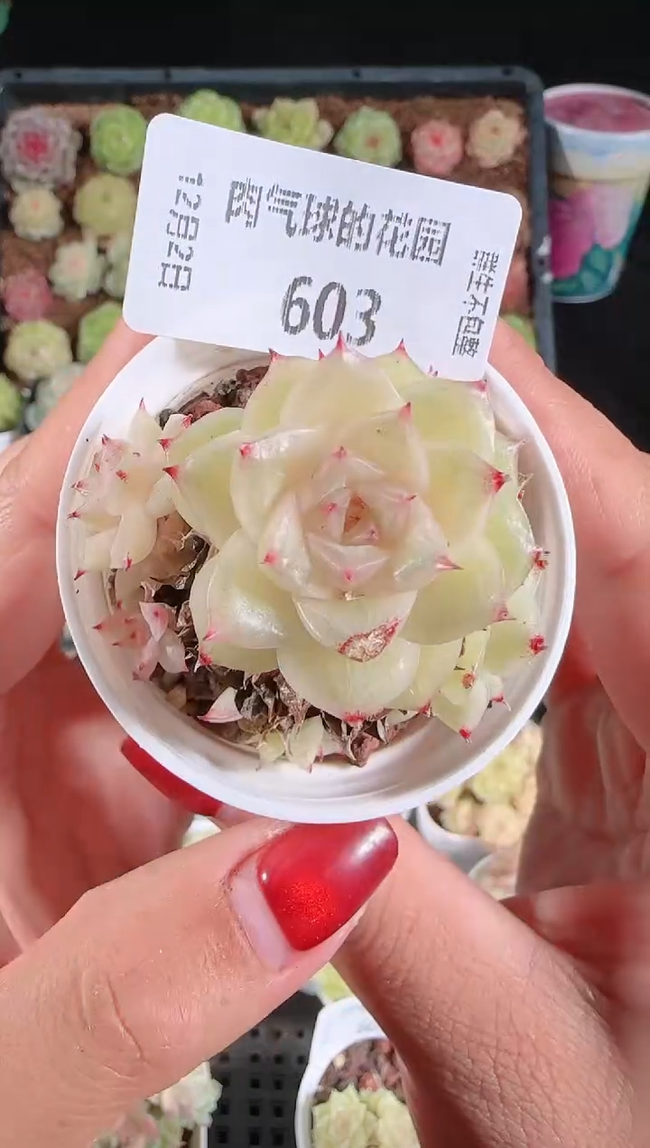 1202-603多肉群生不包整