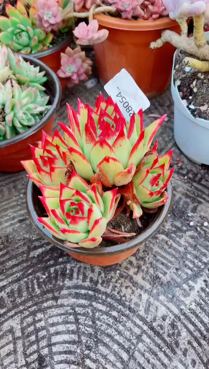 爱**?跃跃精品多肉28054