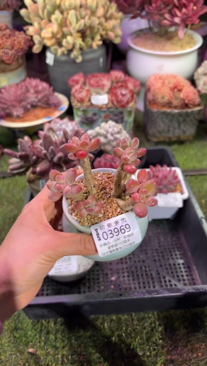 【闪购商品】03969脱土带盆