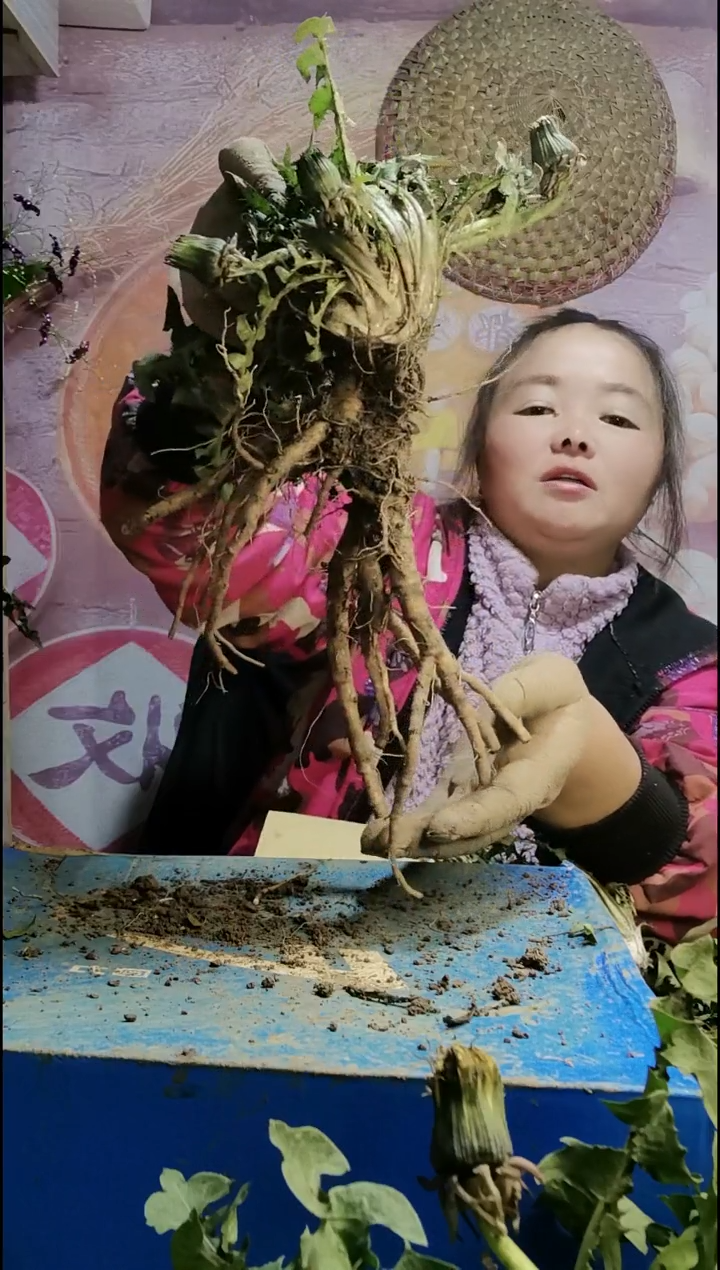 少量花朵（建议范围：2朵-5朵 或40%以下）一***你蒲公英