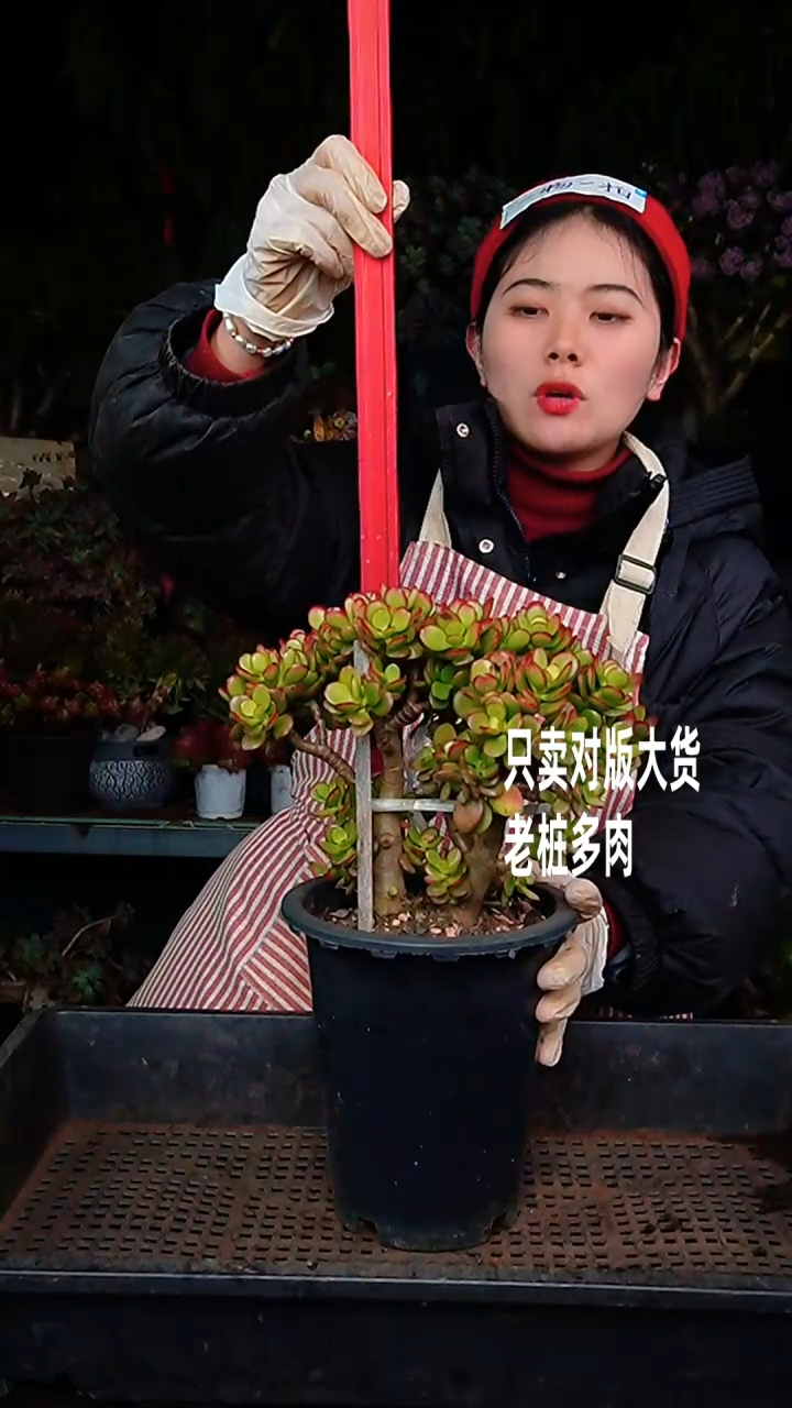 【闪购商品】摇钱树78号