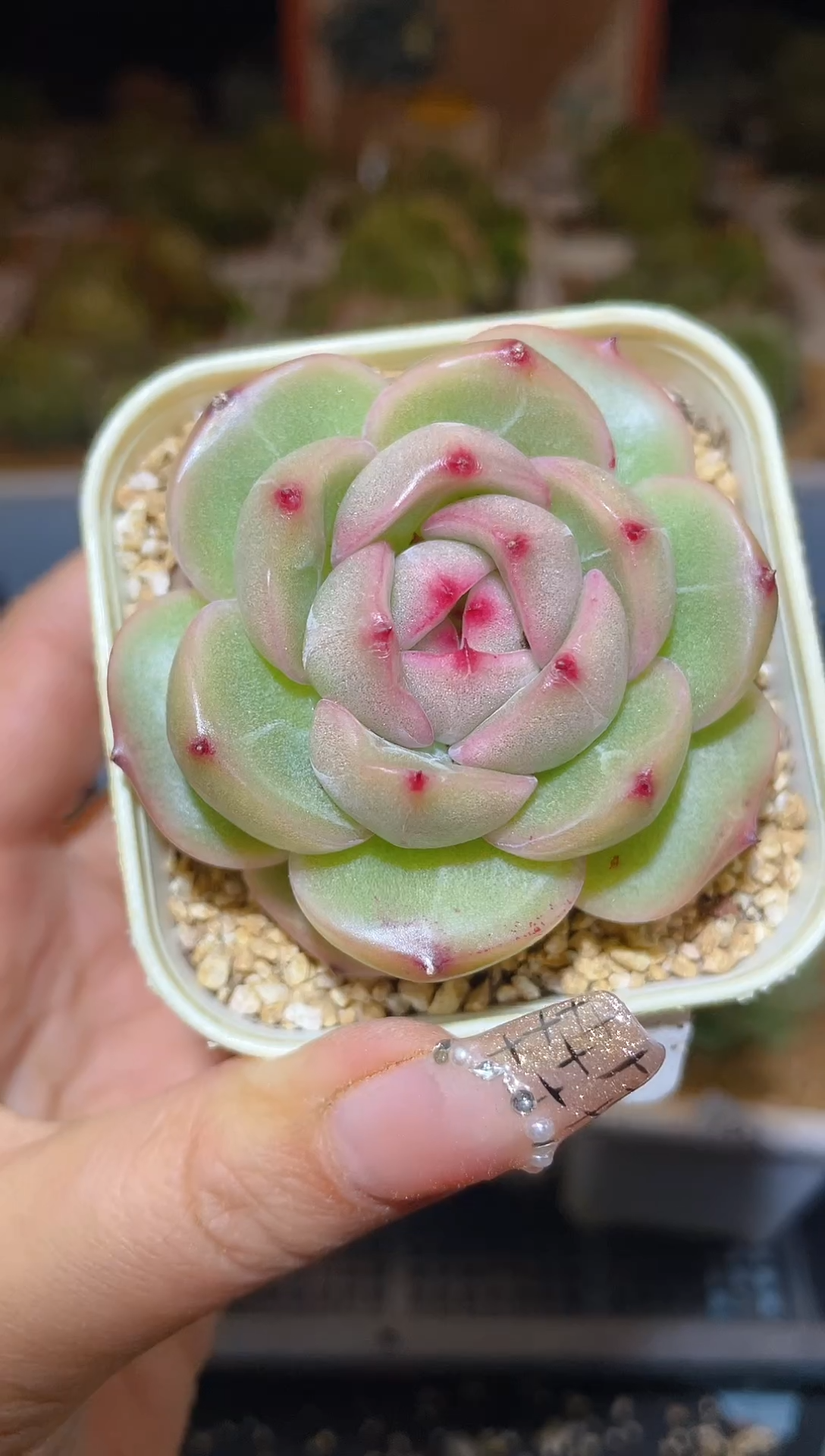 【闪购商品】197天山