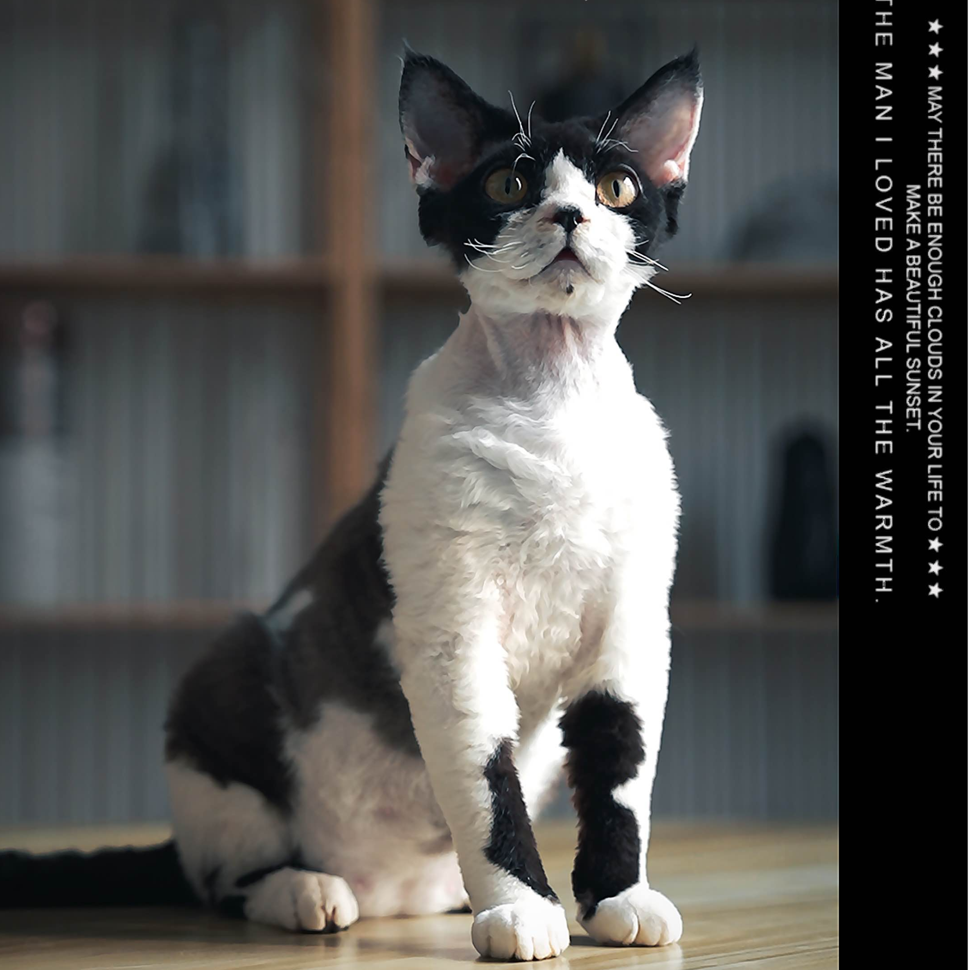 艾萌宠物帅气德文卷毛猫黑白开脸弟弟