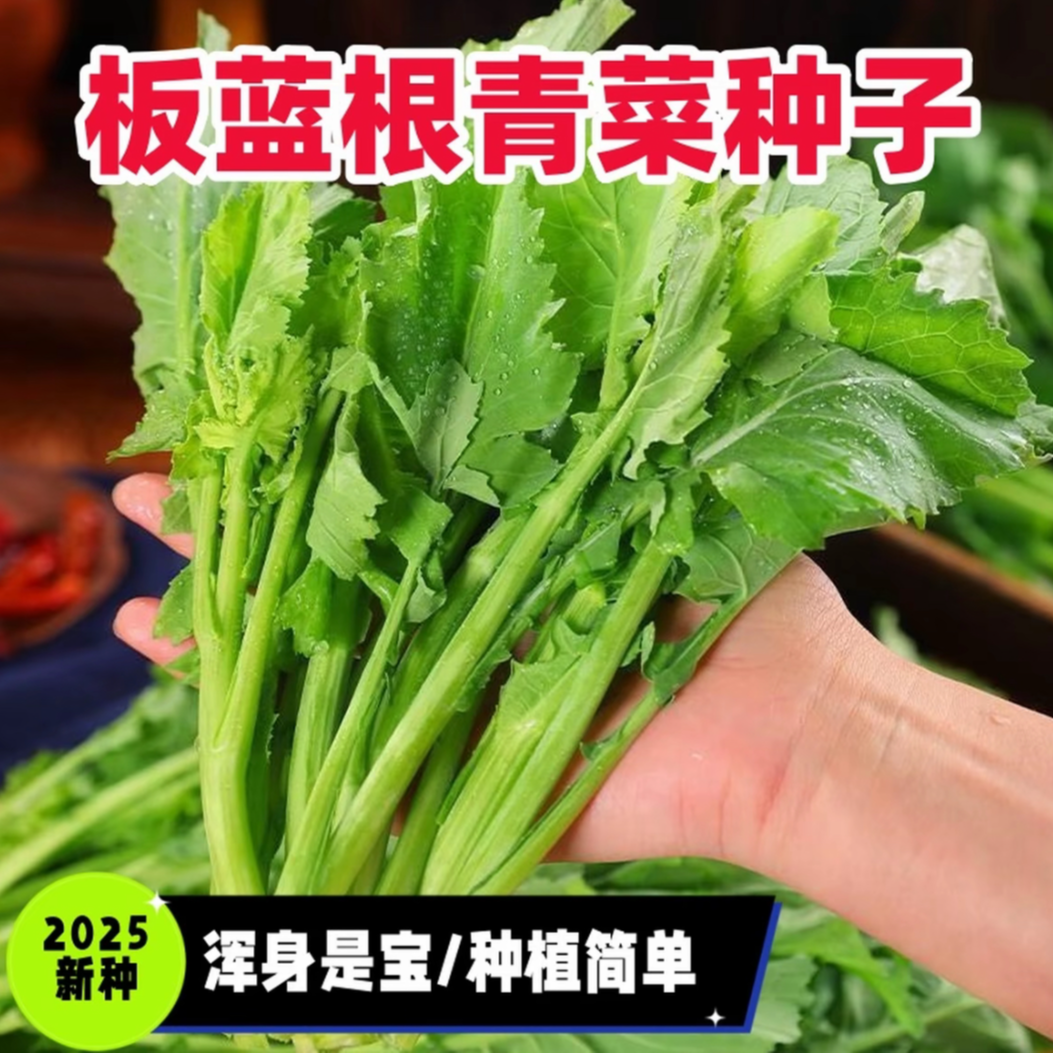 F【板蓝根青菜种子】四季种植阳台花园小院盆栽地栽绿色蔬菜籽商品图