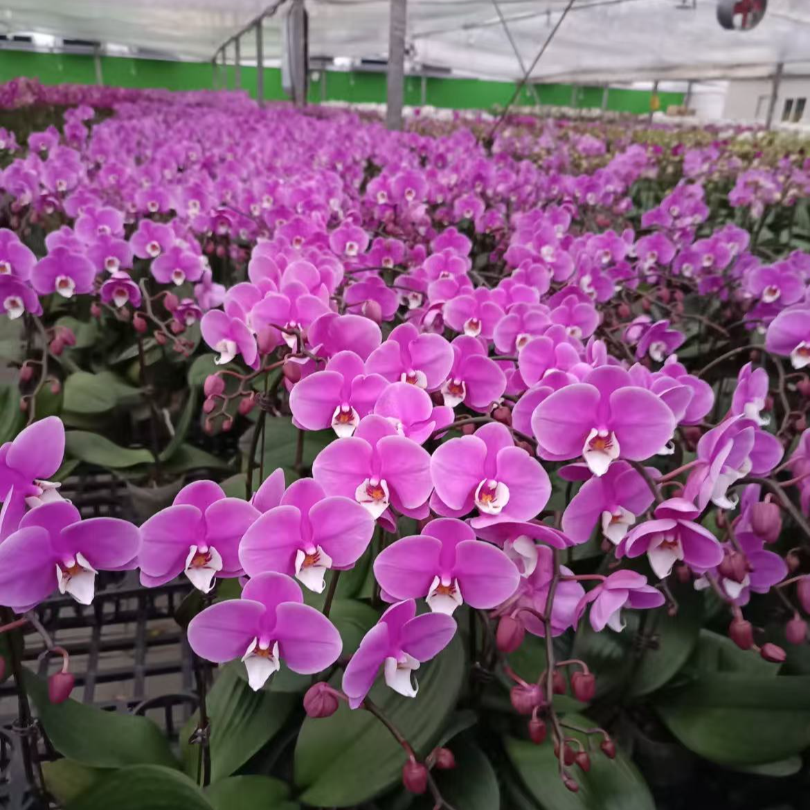 蝴蝶兰《小安娜》单花剑  精品花花 懒人好养 新手花花