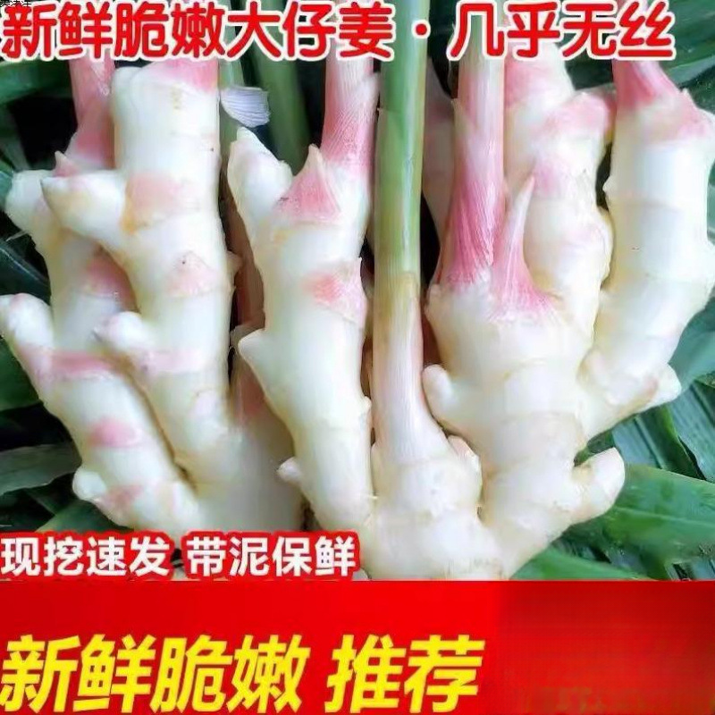 山东挖嫩姜腌制姜泡鲜姜生姜仔非云南新鲜姜姜红芽新姜子小黄嫩姜