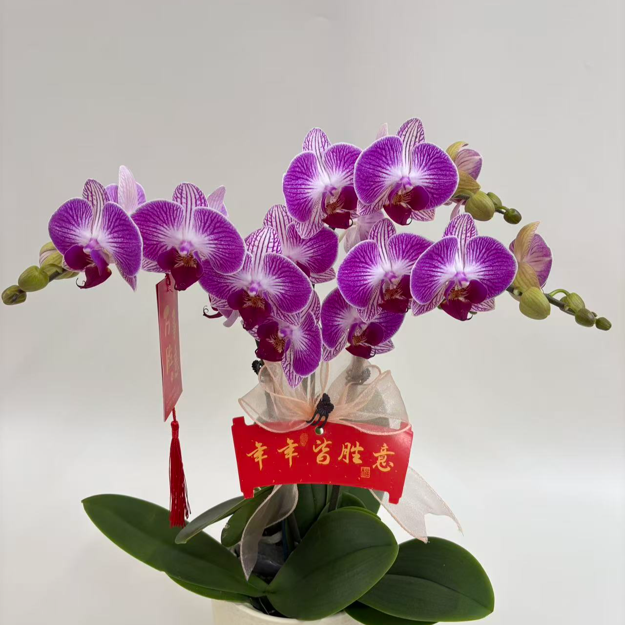 蝴蝶兰【富贵鸟】室内观赏花花佛山基地直发好养易活