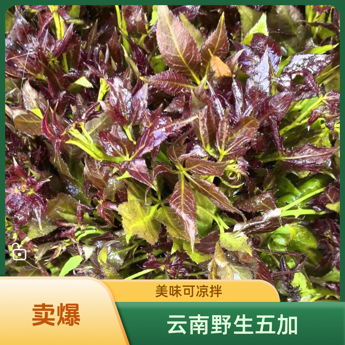 （空运）云南野生紫色刺五加野菜可凉拌可煮汤回甘特别好