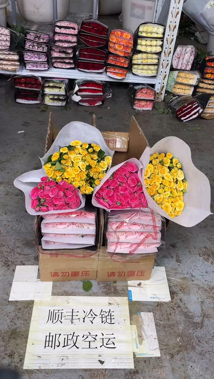 爱丽丝+梦幻芭比+折射+苏菲+莱拉+繁星+巧克力