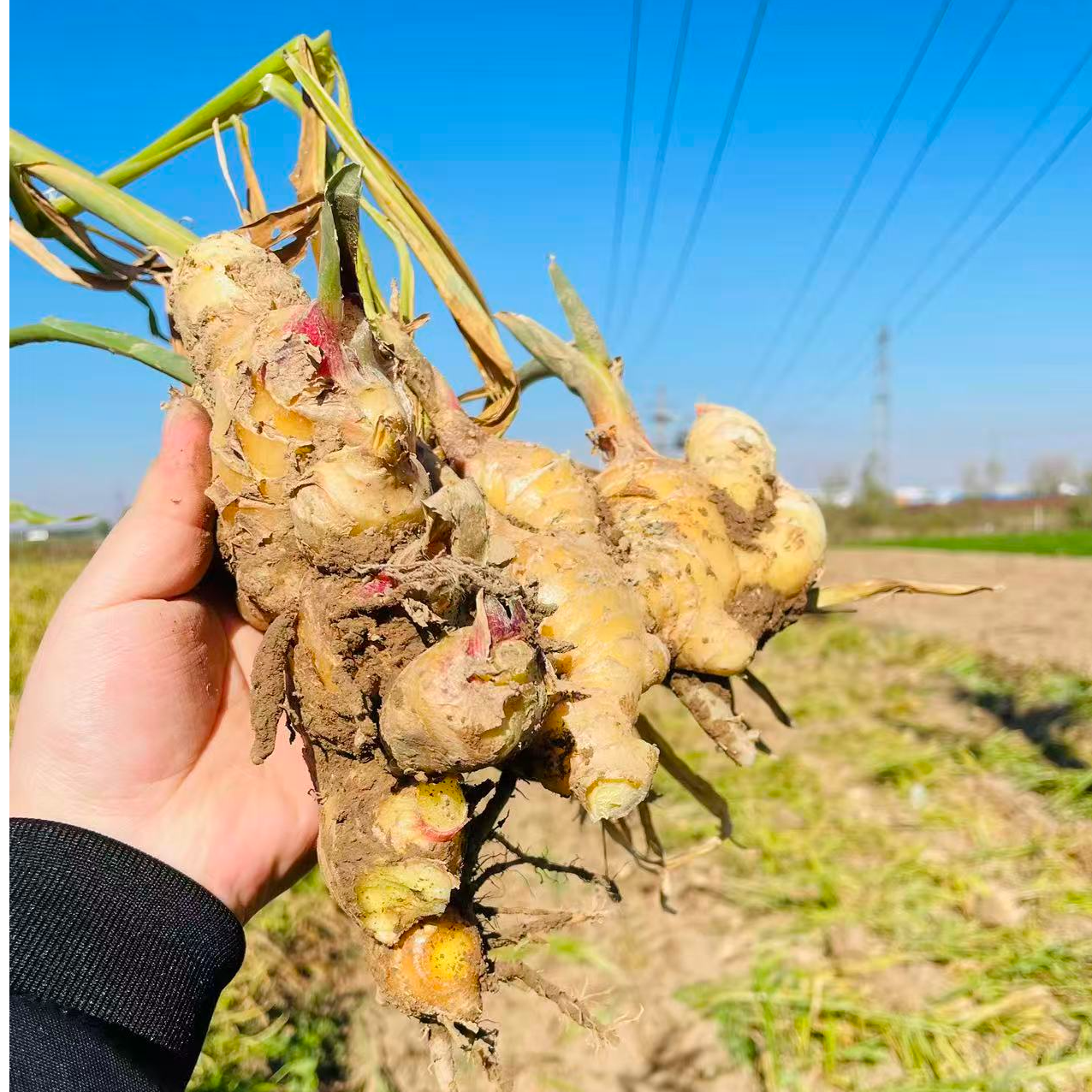 河南生姜大黄姜新鲜姜块河南大姜炒菜醋泡姜