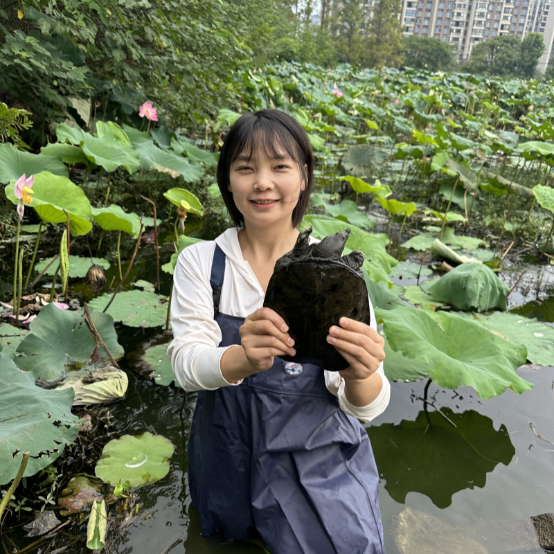 湖南汉寿县大湖水库野养甲鱼老鳖中华鳖吃鱼吃虾鲜活包邮