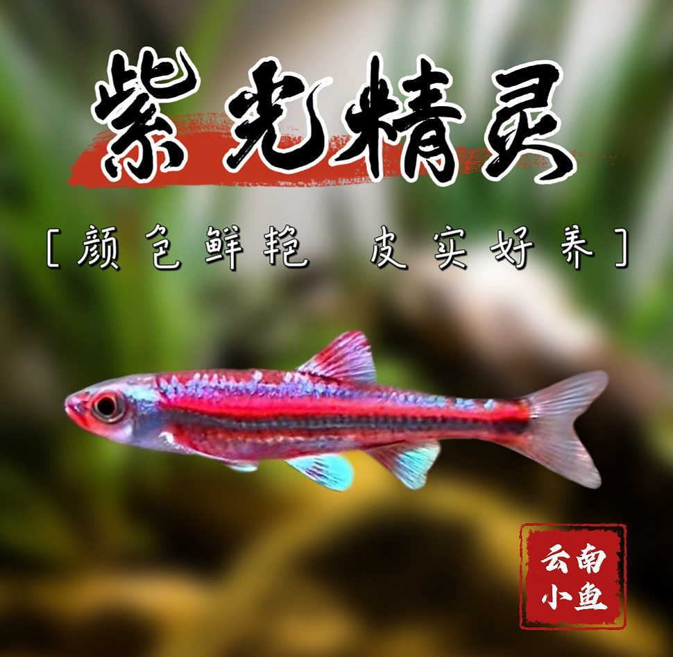 紫光精灵鱼小型冷水观赏鱼耐低温稀有霓虹灯鱼天气越冷亮片越亮