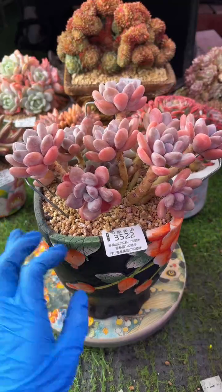 昆明印象多肉3522