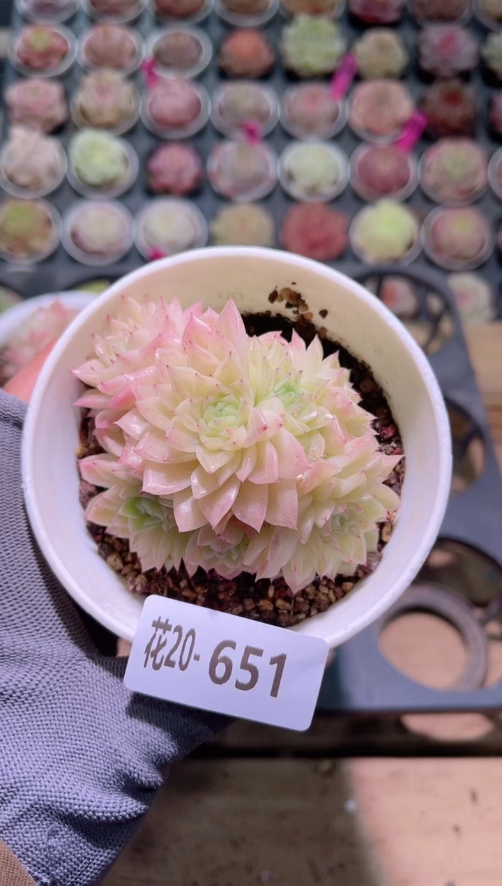 【闪购商品】20-651麦秆群