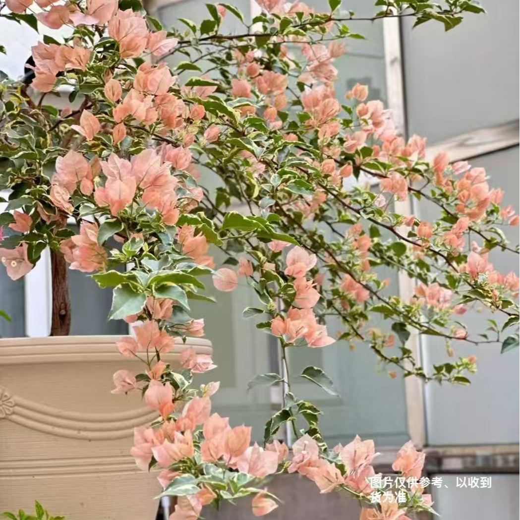 【马斯佩拉克】【带花】【包售后一个月】【包对版】三角梅四季开花