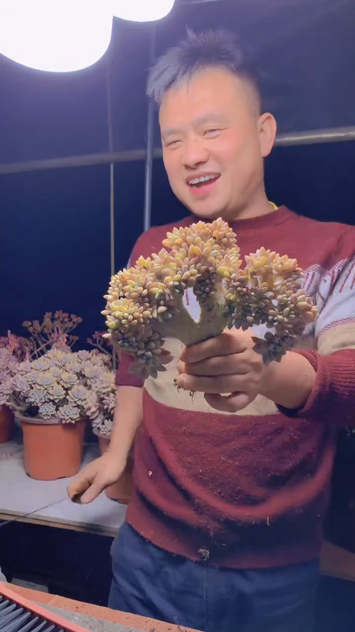 【闪购商品】缀化118