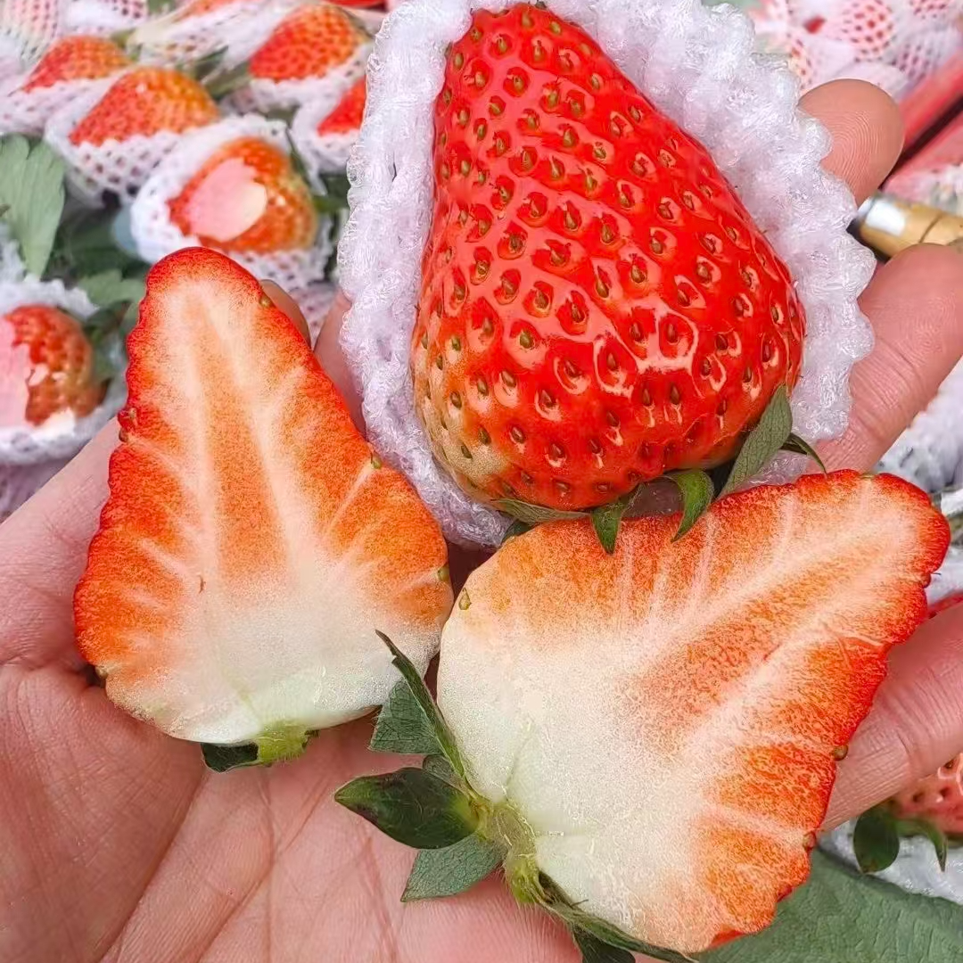 【二姐甄选 益鲜莓成都巧克力草莓】草莓味浓郁 香甜可口