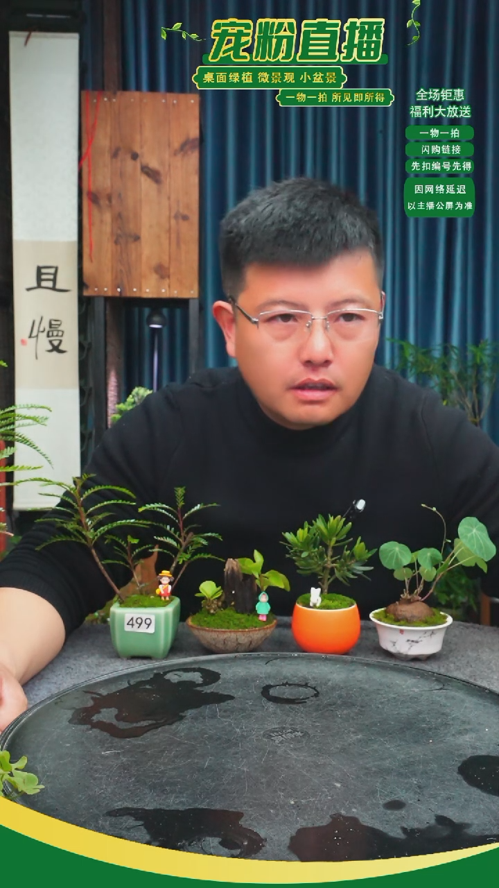 无花朵泗****心苔藓微景观499号