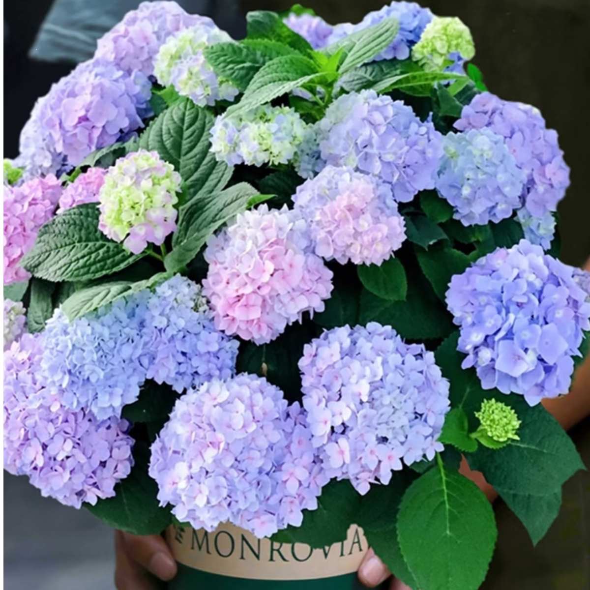 【无尽夏】露天绣球老桩适合盆栽地栽