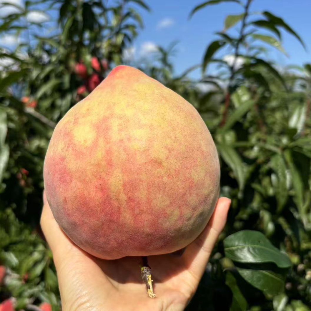 【京东/顺丰】云南当季新鲜水果桃子毛脆桃丽江雪桃现摘现发4-5斤