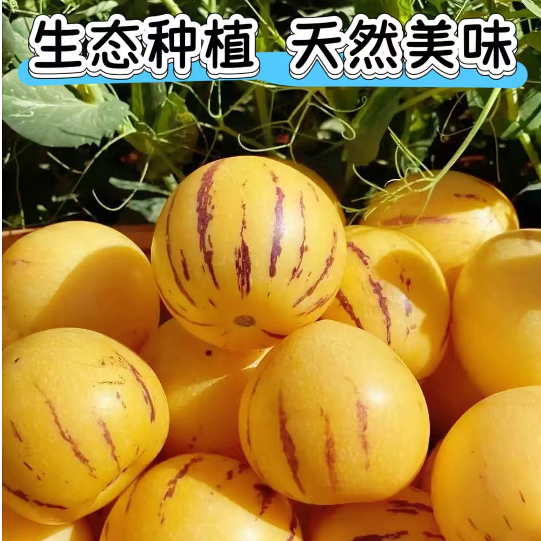 云南石林黄肉圆果果树上自然成熟清甜多汁新鲜批发水果